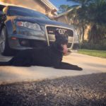 Professional protection dog training authority
