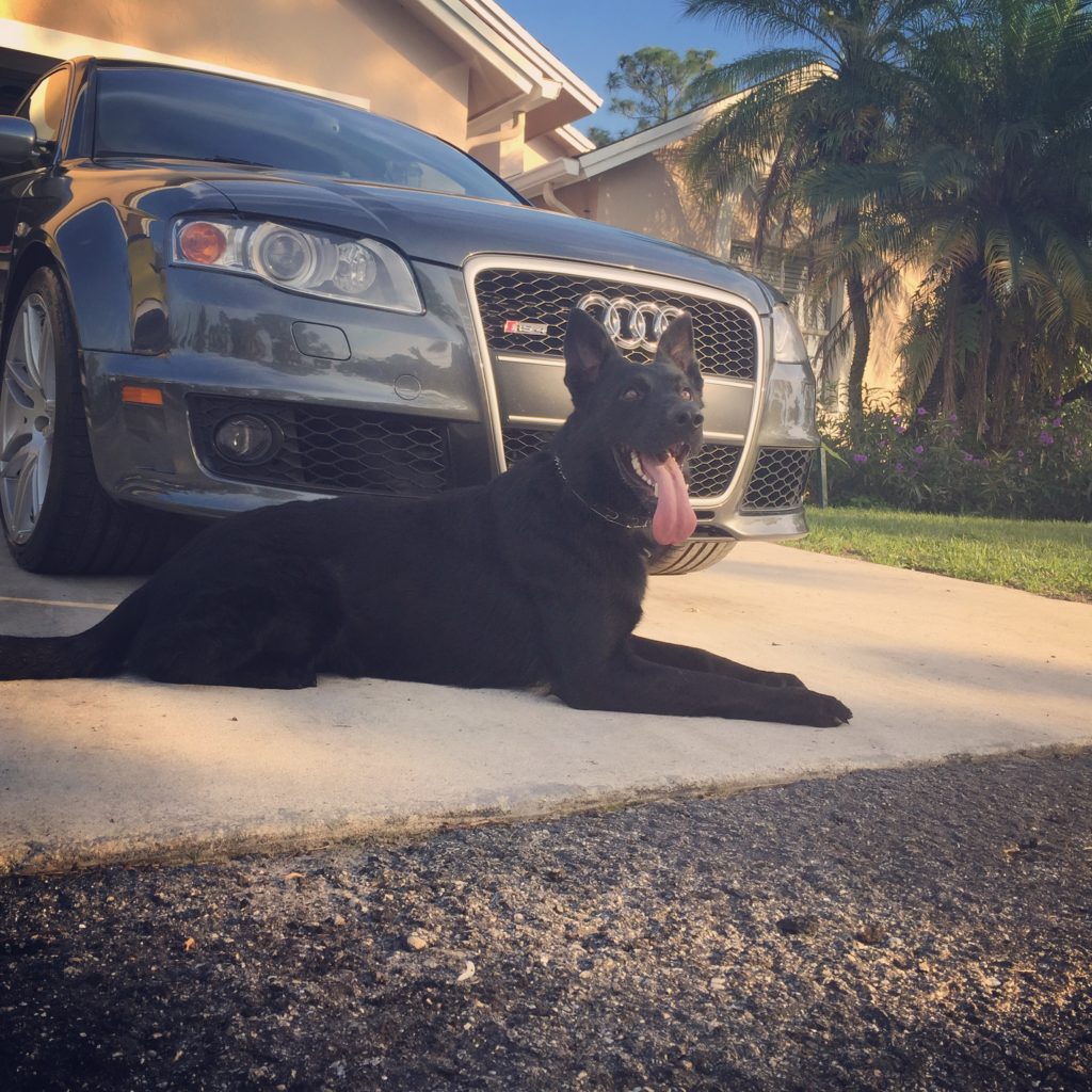 Protection trained black dog in residential driveway